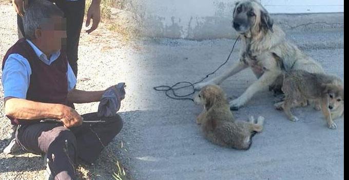 KÖPEĞE TECAVÜZ  ZANLISINA 5 AY HAPİS CEZASI