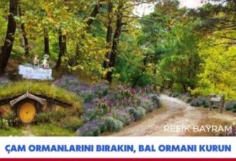 Çam Ormanlarını Bırakın Bal Ormanı Kurun
