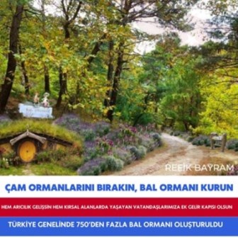 Çam Ormanlarını Bırakın Bal Ormanı Kurun